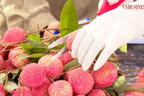 Trồng cây ăn trái 'hái ra tiền', nông dân Hưng Yên vững vàng giàu lên