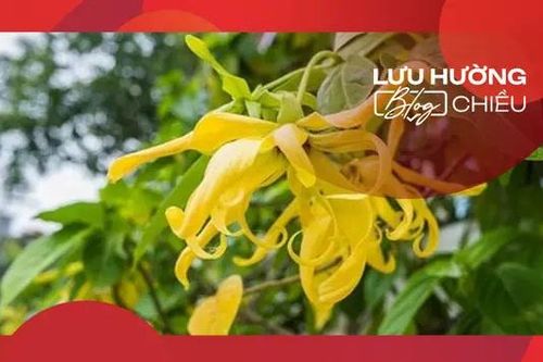 Hương dẻ thơm chớm hạ