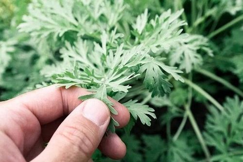 8 tác dụng tuyệt vời của ngải cứu với sức khỏe