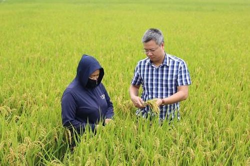 Sản xuất lúa theo hướng VietGAP gắn với tiêu thụ