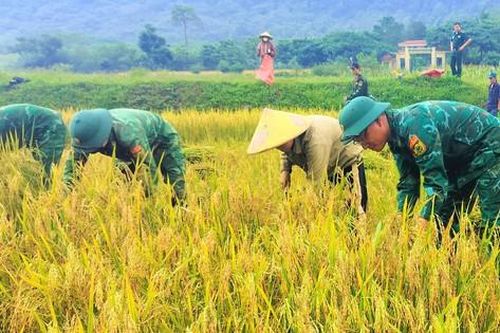 Bộ đội giúp đồng bào Rục thu hoạch 'mùa vàng'