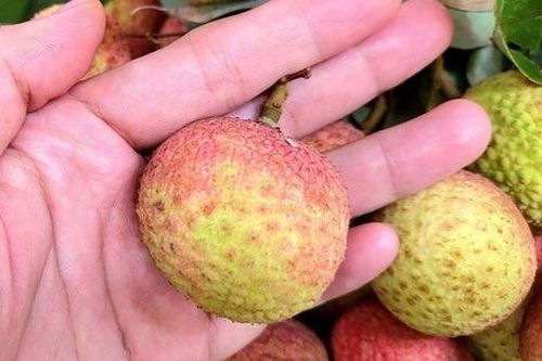 Giá cao nhưng vải đầu mùa vẫn được nhiều người săn mua