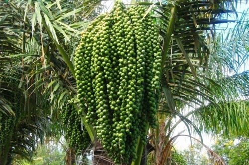Loài cây dại 10 năm mới cho quả, tách hạt ra thành đặc sản