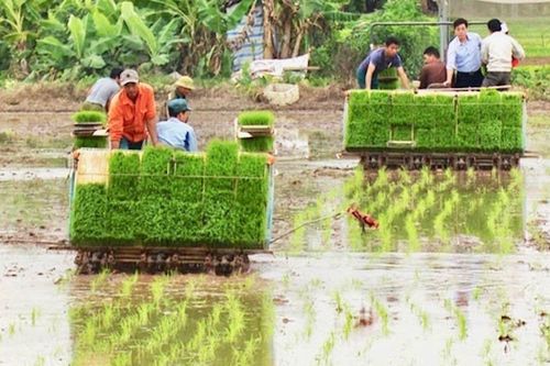 Hà Nội dành hơn 37 tỷ đồng mua 201 máy cấy hỗ trợ nông dân