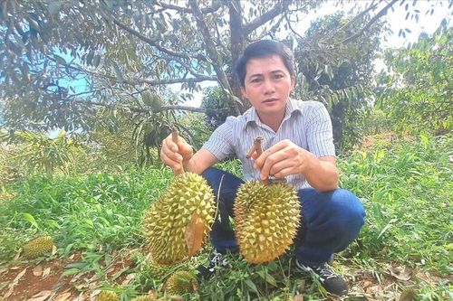 Phát triển sầu riêng bền vững: Tuân thủ quy trình sản xuất, thu hoạch