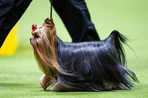 Những hình ảnh ấn tượng từ cuộc thi chó Westminster Kennel Club Dog Show 2024
