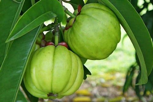 Hoạt chất chống ung thư từ cây tai chua và trai lý