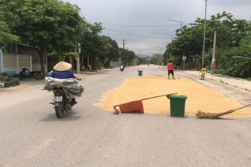 Thanh Hóa: Nhức nhối cảnh phơi lúa, dùng vật cản chắn ngang đường giao thông