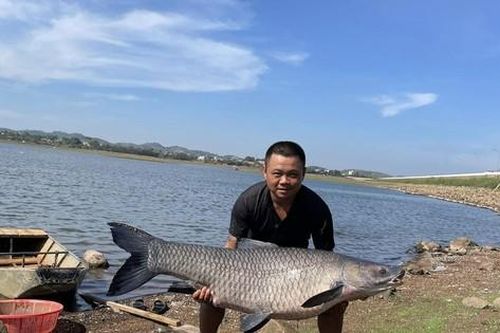 Câu được cá trắm đen 'khủng' hơn 36kg ở hồ nước đẹp nhất Buôn Ma Thuột