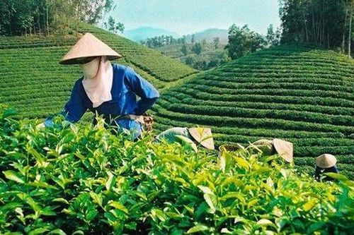 9 sản phẩm chè Thái Nguyên được chọn là sản phẩm tiêu biểu khu vực phía Bắc