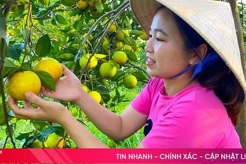 Đến năm 2030, Hà Tĩnh có trên 2.500 ha đất trồng trọt hữu cơ