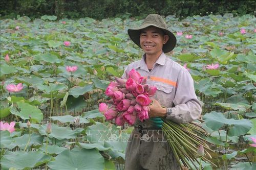 Hướng đi mới cho cây sen Nam Đàn