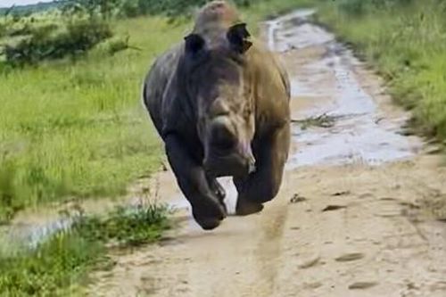 Clip: Ánh mắt lỡ chạm nhau, đoàn khách du lịch bị tê giác đuổi 'bán sống bán chết'