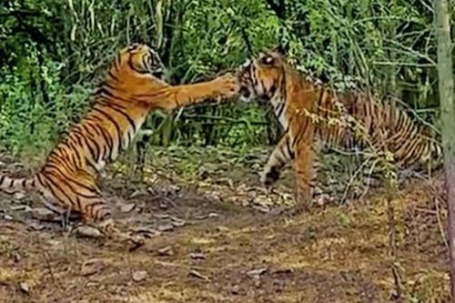 Clip: Bảo vệ đàn con, hổ cái sẵn sàng 'choảng' luôn cả hổ đực