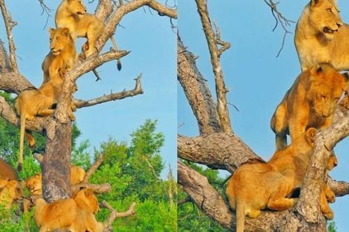 Clip: Bí ẩn đằng sau việc cả đàn sư tử bỗng nhiên rủ nhau đi trèo cây