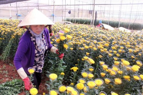 Hoa cúc Đà Lạt tăng giá dịp cận lễ Phật Đản