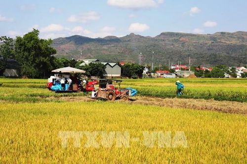 Xây dựng phương án sản xuất vụ Mùa và Hè Thu ở phía Bắc