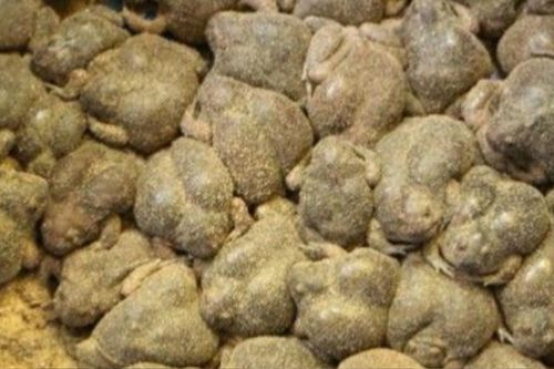 Đặc sản chỉ có tại Ninh Thuận, nhìn thì ghê nhưng ăn một lần nhớ mãi không quên, 150.000 đồng/kg