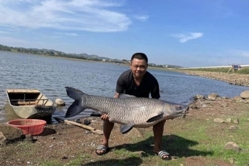 Cần thủ phấn khích câu được cá 'khủng' hơn 36kg tại hồ đẹp nhất Buôn Ma Thuột