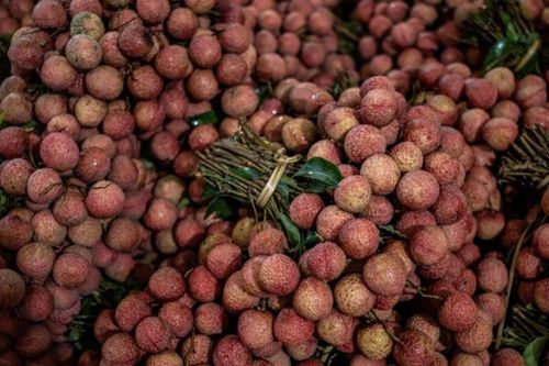 Trung Quốc mất mùa quả vải nghiêm trọng, sản lượng có thể giảm một nửa