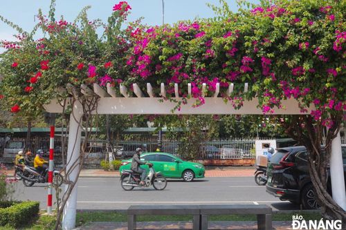 Tản mạn sắc hoa thành phố