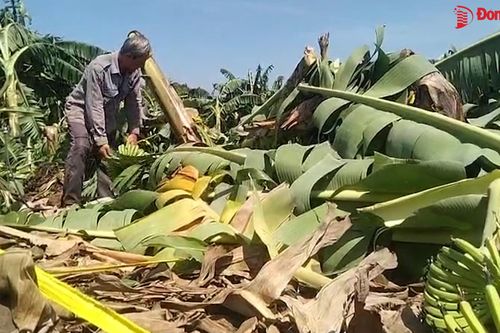 Hơn 150 héc ta chuối sắp thu hoạch nhưng mất trắng sau cơn dông
