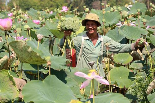 Nông dân, doanh nghiệp đặt nhiều kỳ vọng vào Lễ hội Sen Đồng Tháp lần II năm 2024