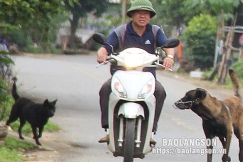 Nuôi chó thả rông - Nguy hiểm khó lường