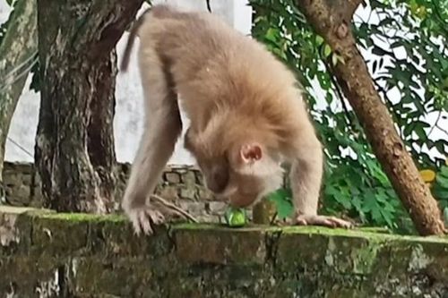 Hải Phòng: Đàn khỉ hoang xuống phố, vào nhà dân lục đồ