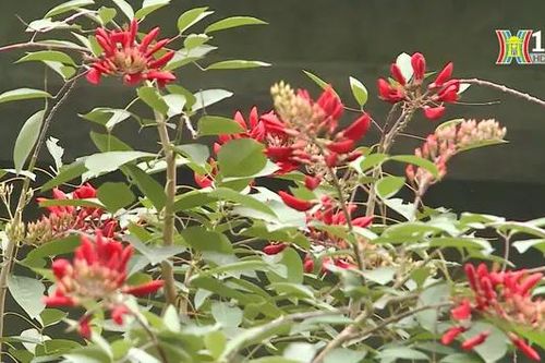 Cây xanh phủ mát đường Phạm Văn Đồng