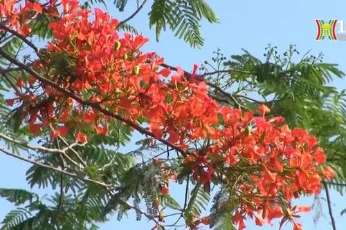 Phượng vĩ soi bóng hồ Vân Trì