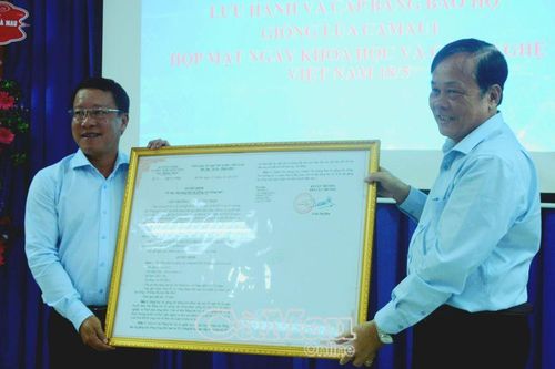 Lưu hành giống CAMAU1 - Thêm cơ hội sản xuất cho người dân