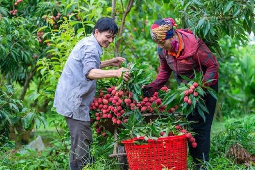Bắc Giang bắt đầu thu hoạch vải thiều, giá tại vườn khoảng 35.000 đồng/kg