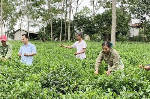 Để chè Hà Nội tiến ra thế giới