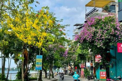 Say đắm vẻ đẹp hoa Muồng hoàng yến bên Hồ Tây