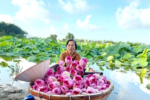 Hà Nội lần đầu tổ chức Lễ hội Sen