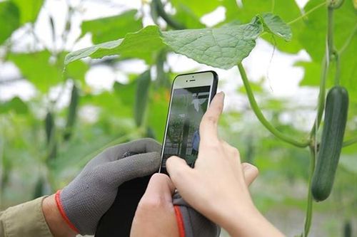 Chuyển đổi số: Giúp nông dân bán nông sản ngay tại vườn