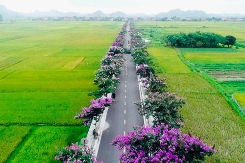 Hoa bằng lăng nở tím biếc ở Quảng Ninh