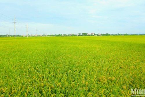 Nông dân Ứng Hòa phấn khởi được mùa lúa chiêm