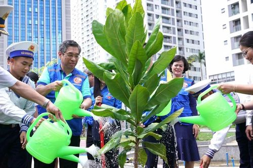 Thêm cây bàng vuông - món quà từ Trường Sa được trồng tại TPHCM