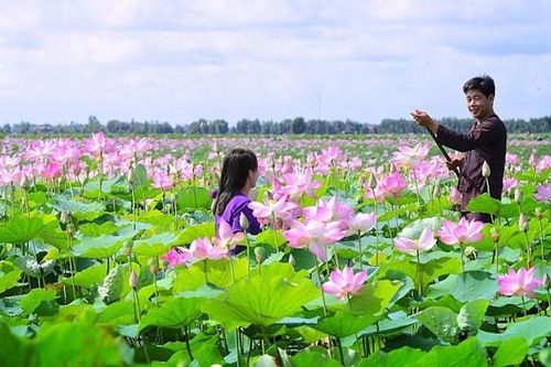 Check-in những đồng sen tuyệt đẹp ở 'Đất sen hồng'