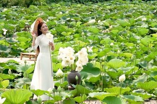 Sen đầu mùa 'hút' khách đến tham quan, chụp ảnh