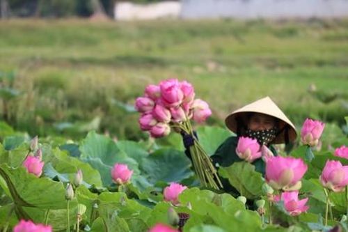 Quê Bác mùa sen nở