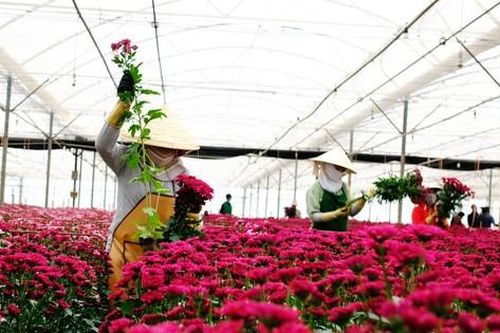 Giá hoa cúc tăng vọt, cao gấp nhiều lần hoa hồng Đà Lạt