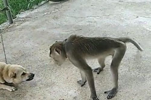 Vào khu dân cư quậy phá, khỉ bị đàn chó cắn chết
