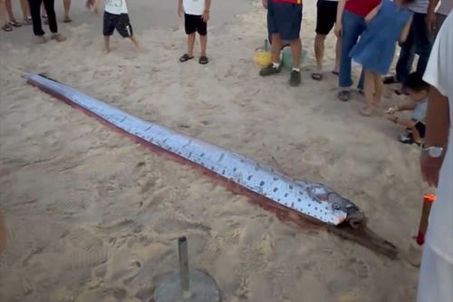 Phát hiện cá mái chèo trôi dạt vào bờ biển ở Huế