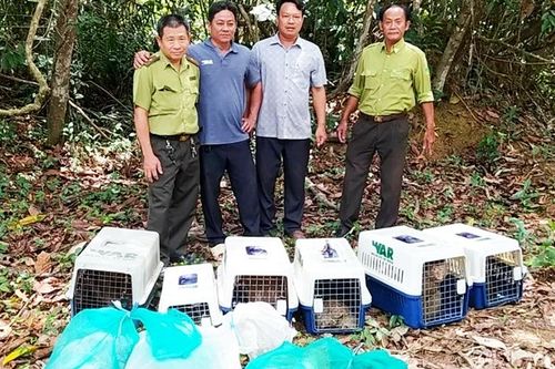 Đồng Nai thả nhiều động vật hoang dã về với rừng tự nhiên