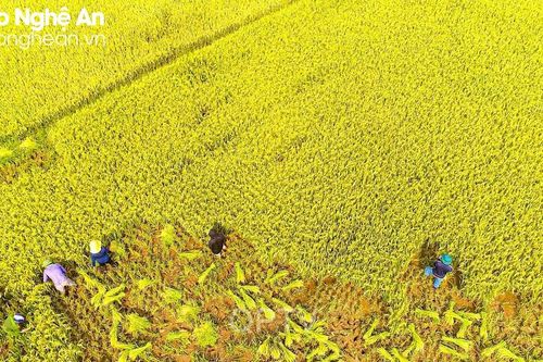 Các lực lượng, đoàn thể chung tay giúp người dân vùng cao thu hoạch lúa vụ xuân