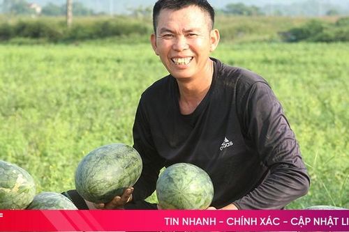 Dưa hấu Xuân Hồng được mùa, giá cao