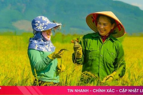 Nông dân Hà Tĩnh hân hoan đón mùa vàng